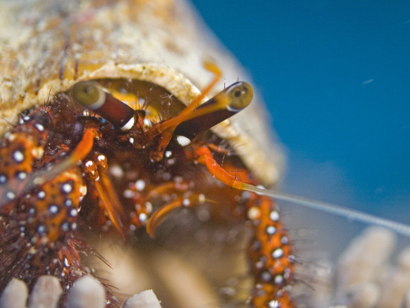 Hermit crab, Mabul, Paradise 1 and 2